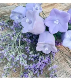 Cindy the Bellflower