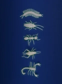 Insectos Fluorescentes · Moulin Roty