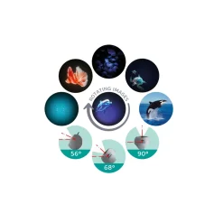 Kidystar · Kidywolf