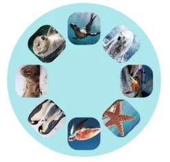 Linterna diapositivas Criaturas Marinas · Moses