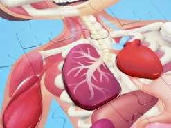Puzzle Cuerpo Humano · Hape